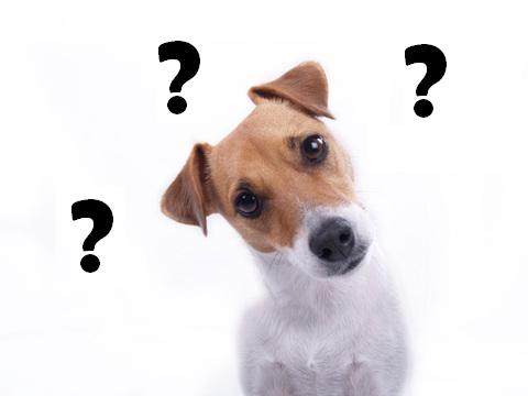 que de questions lors de voyage avec son animal (chien, chat ou furet)