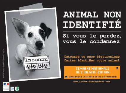 voyage avec son animal identifié