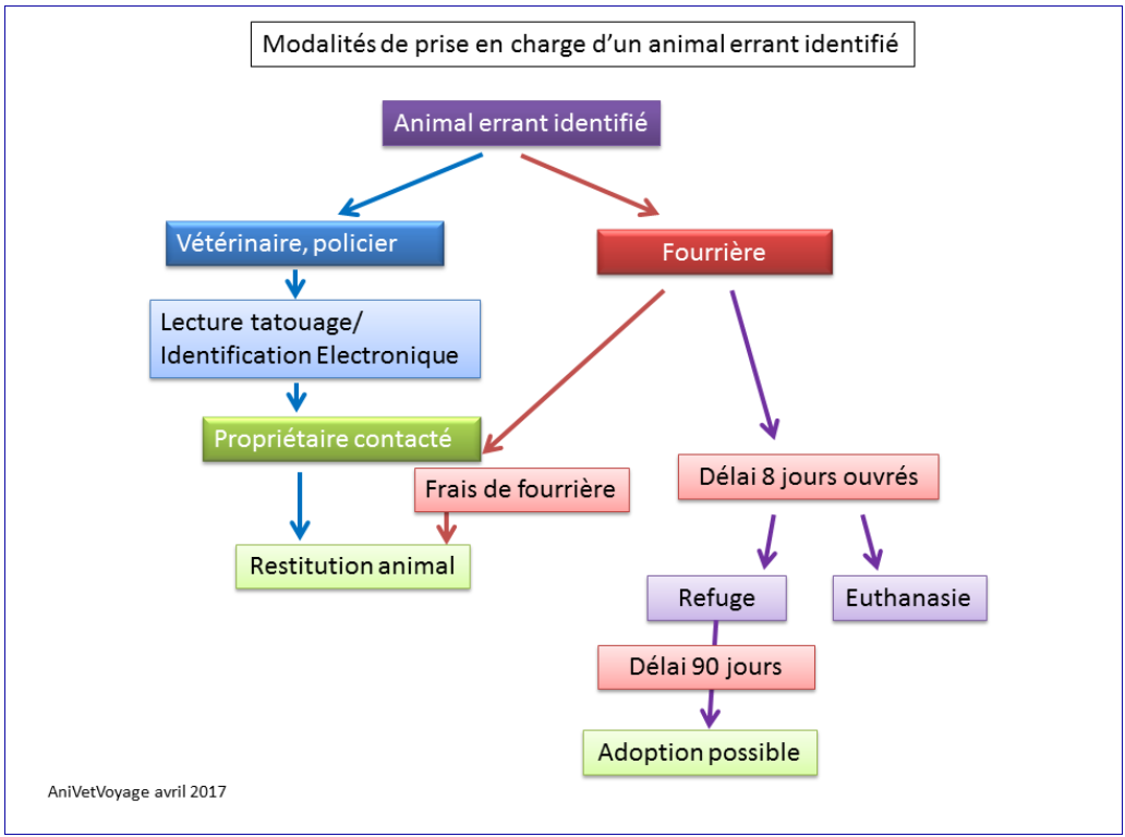 prise en charge des animaux errants identifiés