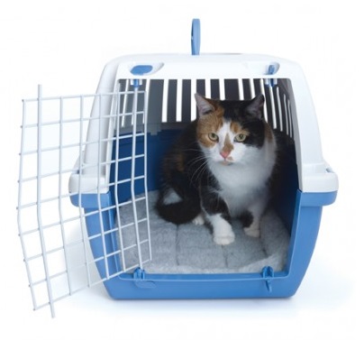 cage avec alèse pendant le voyage du chat