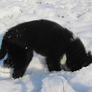 voyage avec son chien