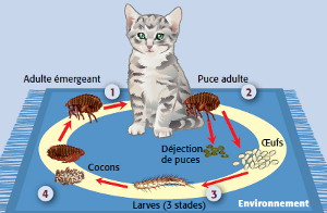 cycle de reproduction de la puce du chat