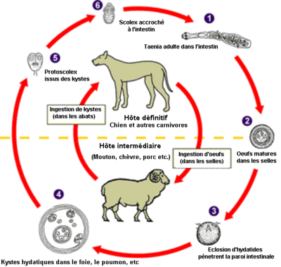 cycle d'echinococcus