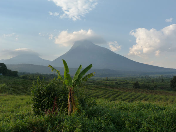 voyage en république démocratique du congo avec son animal