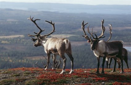 voyage en finlande avec son animal