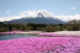 voyage au japon avec son animal