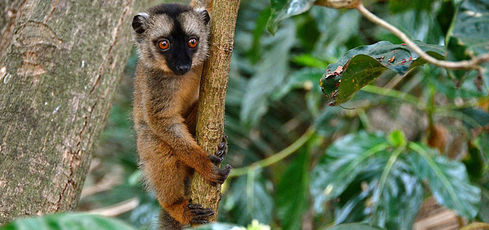 voyage à Mayotte avec son animal