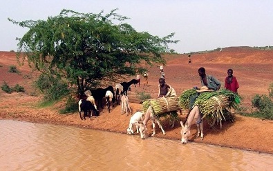 voyager avec son animal au niger