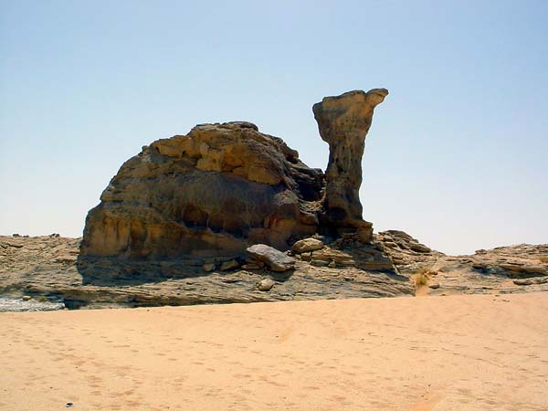 voyage au tchad avec son animal