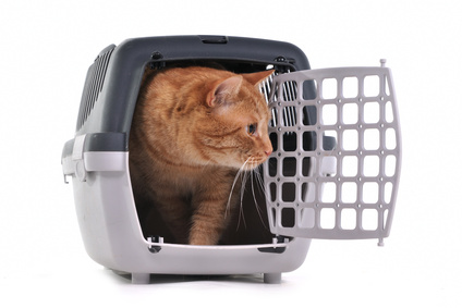 cage pour le voyage du chat